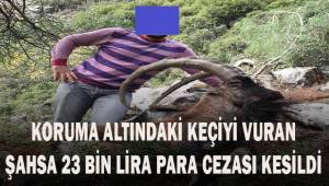 Koruma altındaki keçiyi vuran şahsa 23 bin lira ceza