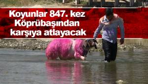 Koyunlar 847. kez Köprübaşından karşıya atlayacak