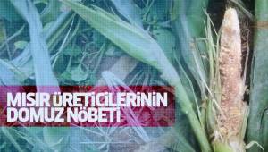 Mısır üreticilerinin domuz nöbeti