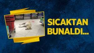 Sıcaktan bunalan köpek soluğu markette aldı