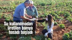 Su kullanılmadan üretilen bamya hasadı başladı