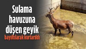 Sulama havuzuna düşen geyik bayıltılarak kurtarıldı
