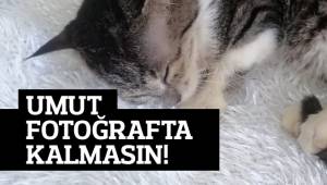 Tedavisini üstlendiği sokak kedisi için ötenaziyi istemedi, yaşatmak için kampanya başlattı