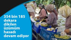 354 bin 185 dekara dikilen üzümüm hasadı devam ediyor