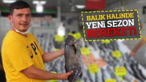 Balık halinde yeni sezon bereketi