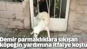 Demir parmaklıklara sıkışan köpeğin yardımına itfaiye koştu