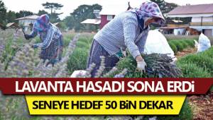 Denizli’de lavanta üretim sahasının 50 bin dekara çıkarılması hedefleniyor