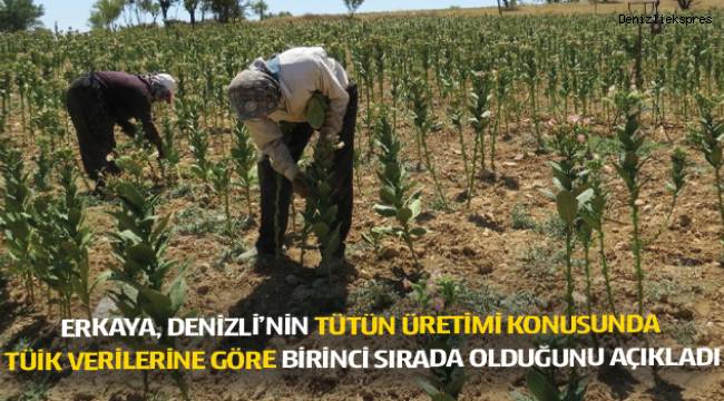 Denizli tütün üretiminde zirvede