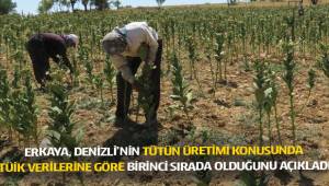 Denizli tütün üretiminde zirvede