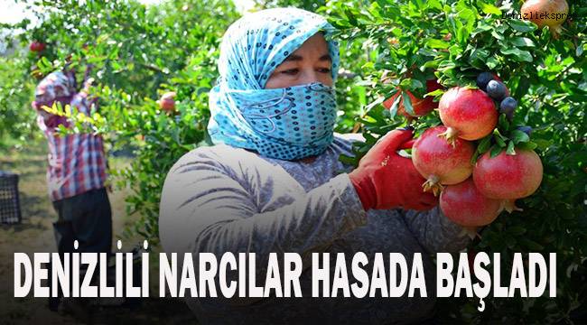 Denizlili narcılar hasada mutlu başladı
