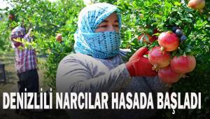 Denizlili narcılar hasada mutlu başladı