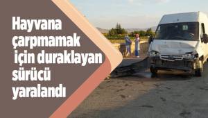 Hayvana çarpmamak için duraklayan sürücü yaralandı
