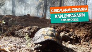 Kundaklanan ormanda mahsur kalan kaplumbağanın yardım çığlığı