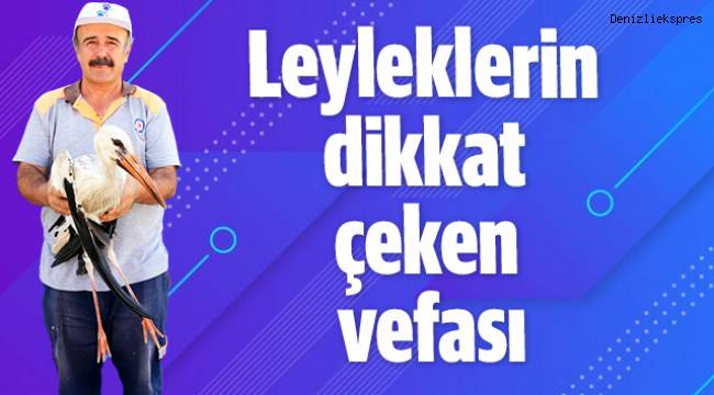 Leyleklerin dikkat çeken vefası