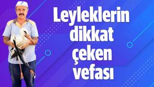 Leyleklerin dikkat çeken vefası