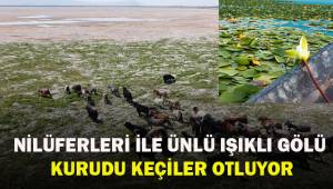Nilüferleri ile ünlü Işıklı Gölü kurudu