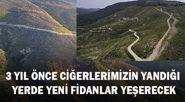 Sarayköy'de küle dönen ormanlık alanda 830 bin fidan büyüyor