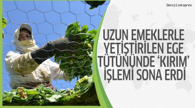 Tek tek dizilen tütünde yeni sistem ‘elek’