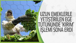 Tek tek dizilen tütünde yeni sistem ‘elek’