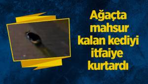 Ağaçta mahsur kalan kediyi itfaiye kurtardı