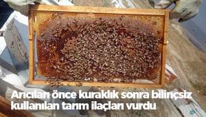 Arıcıları önce kuraklık sonra bilinçsiz kullanılan tarım ilaçları vurdu