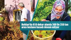 Buldan’da 810 dekar alanda 300 ile 350 ton arası kestane hasadı devam ediyor