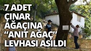 Buldan’da asırlık 7 adet çınar ağacına, “Anıt ağaç” levhaları asıldı