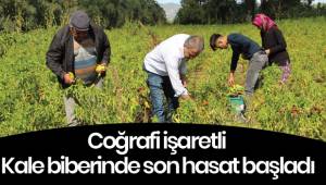 Coğrafi işaretli Kale biberinde son hasat başladı