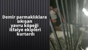 Demir parmaklıklara sıkışan yavru köpeği itfaiye ekipleri kurtardı