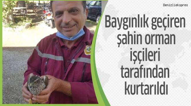 Denizli’de bir şahin, kuş avlamak isterken canından oluyordu