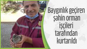 Denizli’de bir şahin, kuş avlamak isterken canından oluyordu