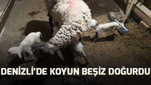 Denizli'de koyun beşiz doğurdu