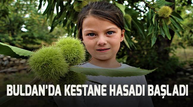 Engebeli arazide bin bir zahmetli kestane hasadı başladı