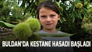 Engebeli arazide bin bir zahmetli kestane hasadı başladı