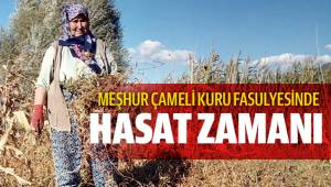 Meşhur Çameli kuru fasulyesinde hasat zamanı