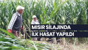 Mısır silajında ilk hasat yapıldı
