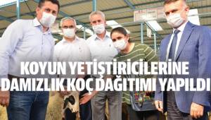 Pamukkale’de yetiştiricilere karya cinsi damızlık koç dağıtımı yapıldı