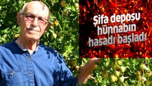 Şifa deposu hünnabın hasadı devam ediyor