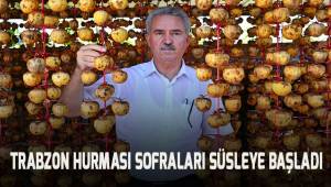 Trabzon hurmasında ilk hasat başladı