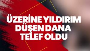 Üzerine yıldırım düşen dana telef oldu