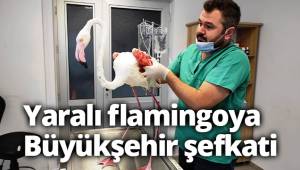 Yaralı flamingoya Büyükşehir şefkati