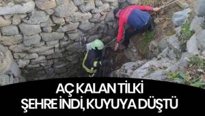 Aç kalan tilki indiği mahallede kuyuya düştü