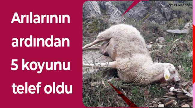 Arılarının ardından 5 koyunu telef oldu