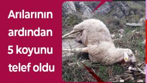 Arılarının ardından 5 koyunu telef oldu