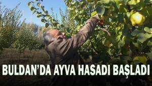 Buldan'da ayva hasadı başladı