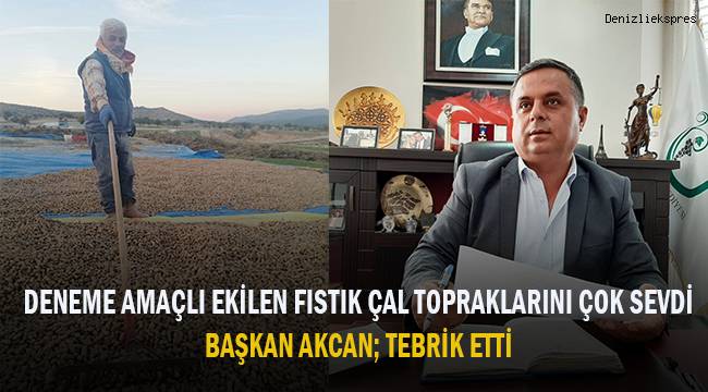 Deneme amaçlı ekilen fıstık Çal topraklarını çok sevdi