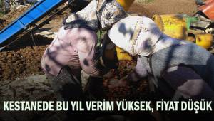 Kestanede bu yıl verim yüksek fiyat düşük