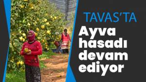 Tavas’ta ayva hasadı devam ediyor