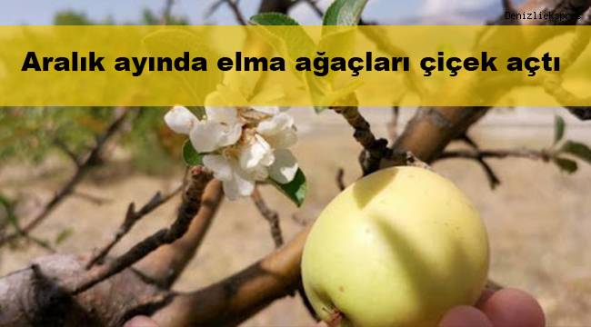 Aralık ayında elma ağaçları çiçek açtı