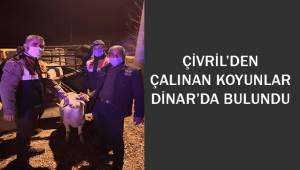 Çalınan koyunları kesilmekten JASAT kurtardı